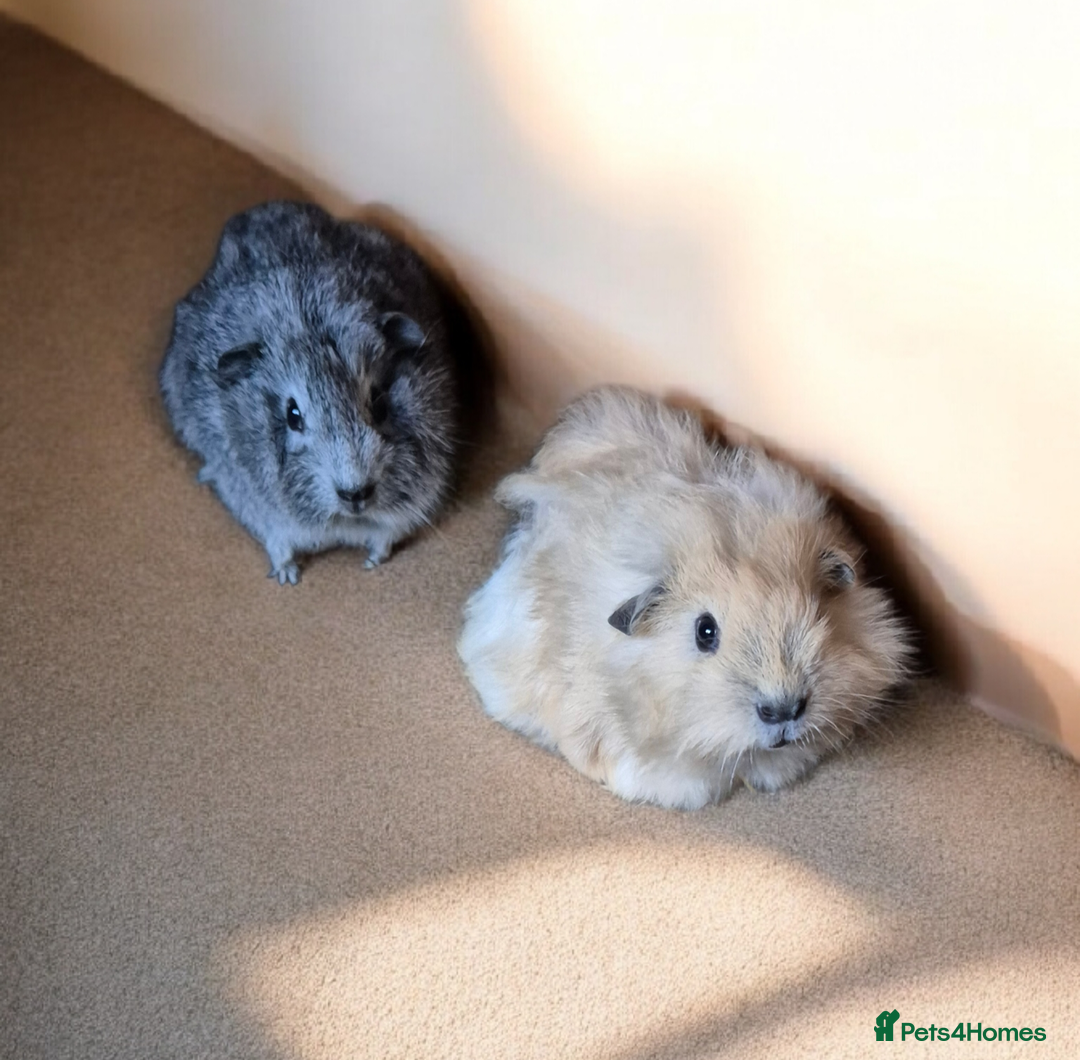 Guinea Pig rodents for sale: Baby Funky Californian Guinea Pigs Male & Female - Advert 2