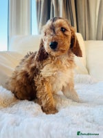 Cockapoo dogs 🔥Stunning F1 Cockapoo Puppies🔥 - Advert 3