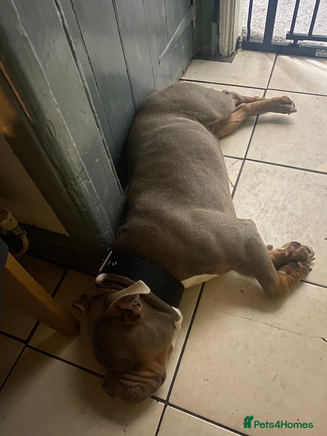American Bully dogs for sale: American bullie - Image 5