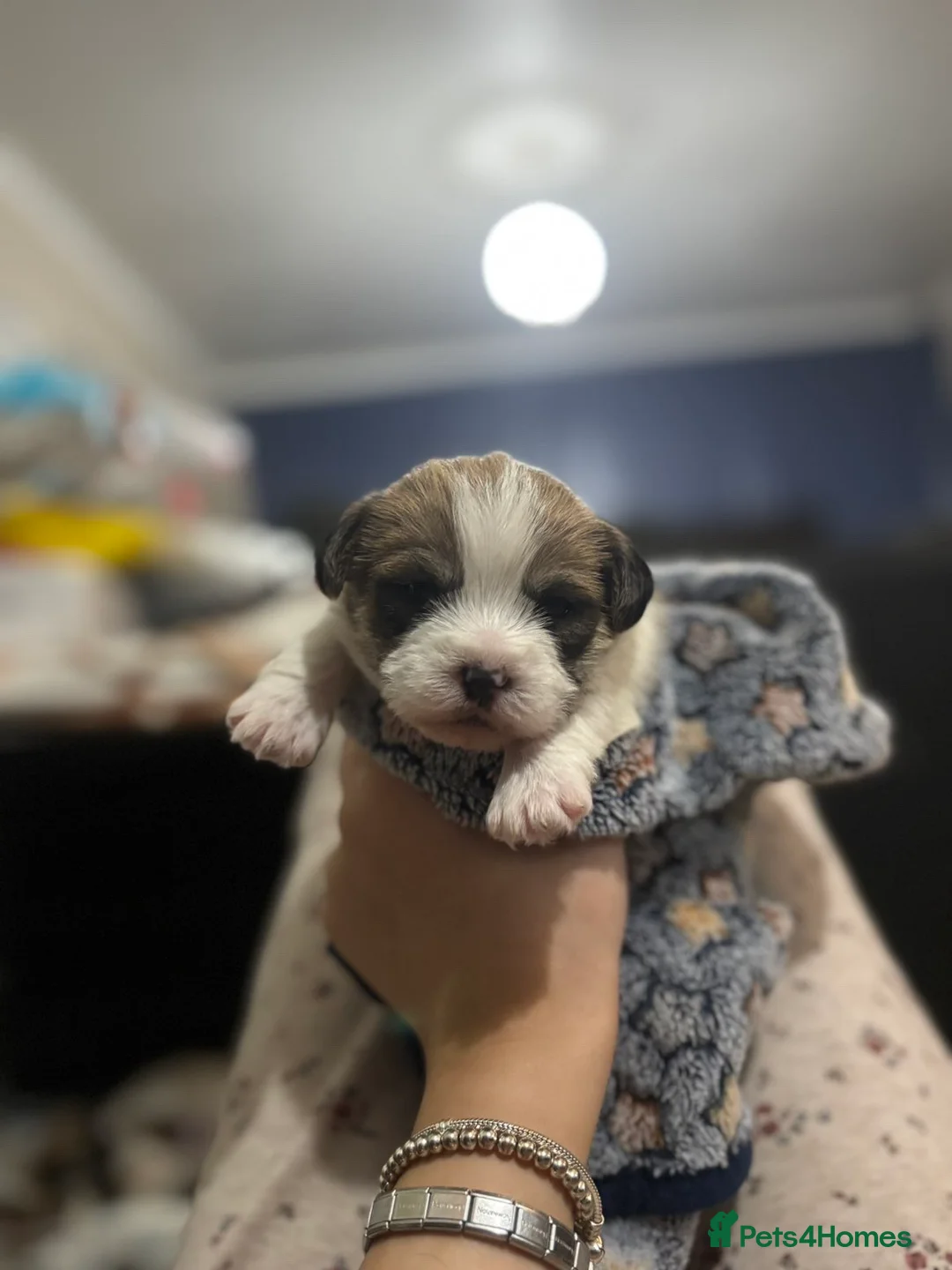 Shorkie dogs for sale: Shorkie x puppies  - Advert 11