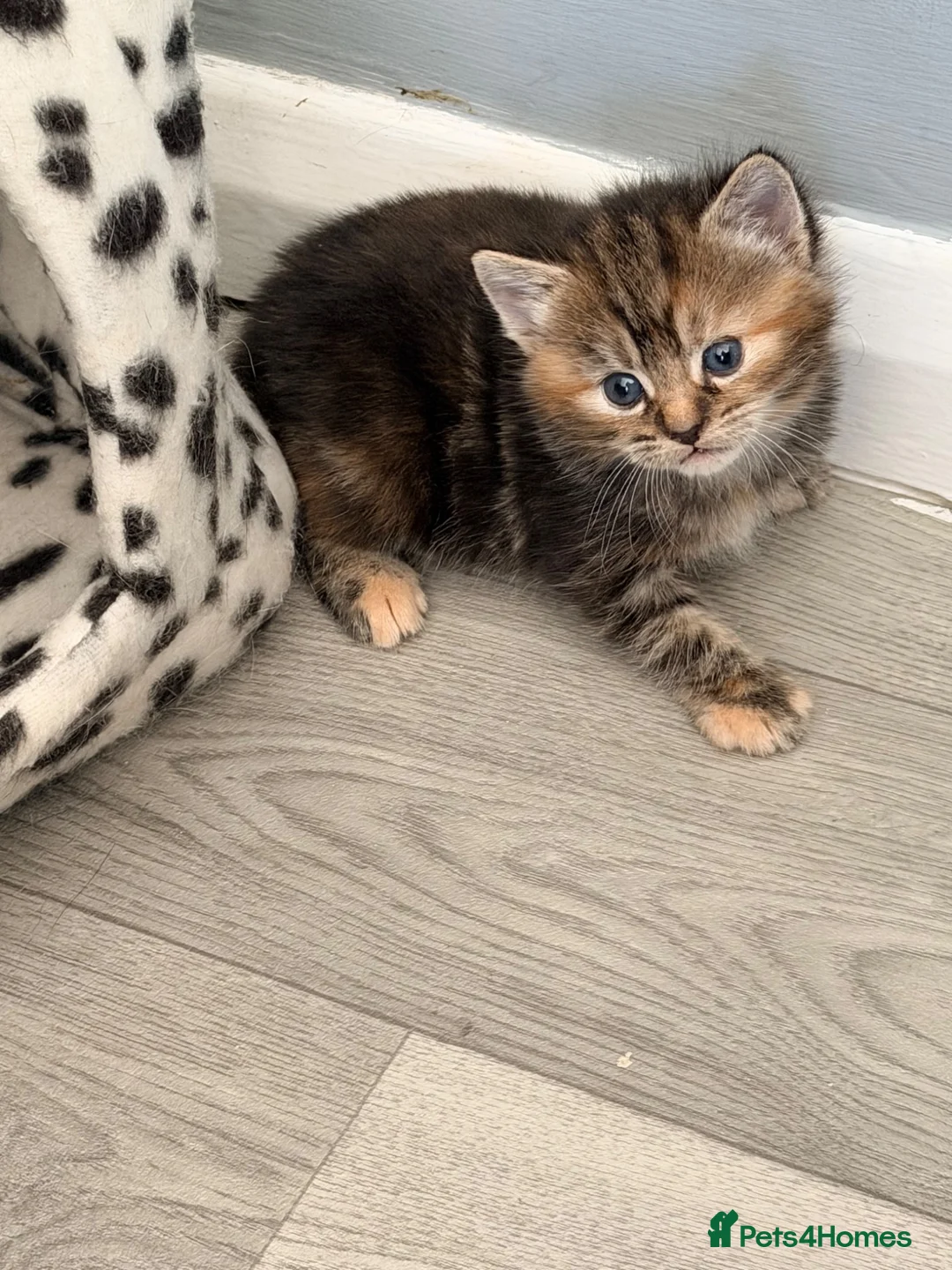 Domestic Shorthair cats for sale: Beautiful kittens looking for forever homes  - Advert 7