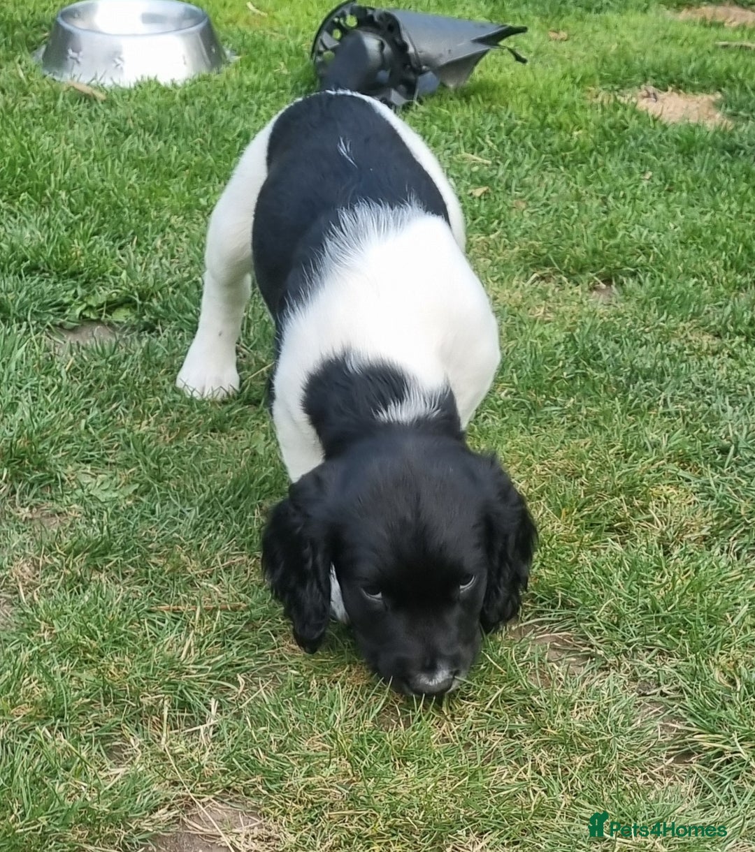English Springer Spaniel dogs for sale: springer spaniel puppies - Image 8