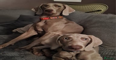 Weimaraner dogs Weimaraner boy hand picked and trained  - Advert 8