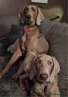 Weimaraner dogs Weimaraner boy hand picked and trained - Advert 1