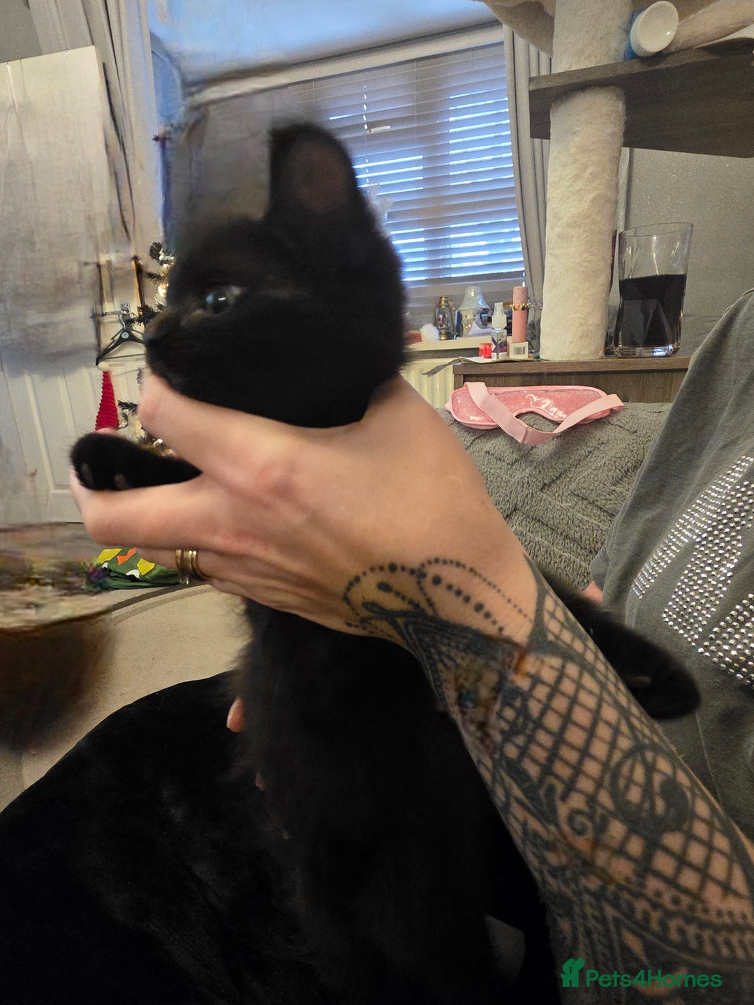 Mixed Breed cats for sale: 2 male cross BSH kittens ready now - Advert 6