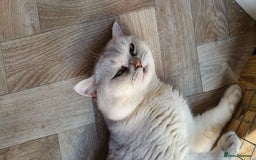 British Shorthair cats for sale: Champion lines for adoption  - Image 31