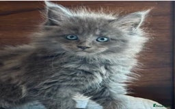 Maine Coon cats for sale: Xl Stunning Maine coon kittens  - Image 4