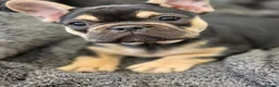 French Bulldog dogs for sale: French bulldog puppies  in Louth - Advert 5