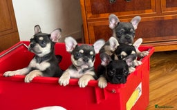 French Bulldog dogs for sale: FRENCH BULLDOG PUPPIES READY NOW!   🐾 - Image 6