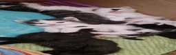 Mixed Breed cats for sale: Lovely kittens looking for forever homes - Advert 16