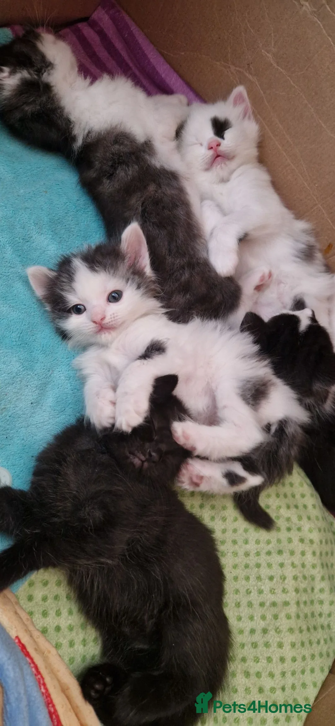 Mixed Breed cats for sale: Lovely kittens looking for forever homes - Advert 16