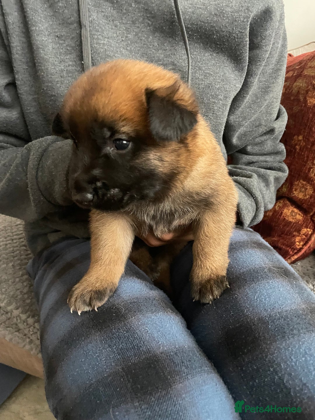 Belgian Shepherd Dog dogs for sale: KC registered Male Belgian Malinois pup  in Leeds - Image 12