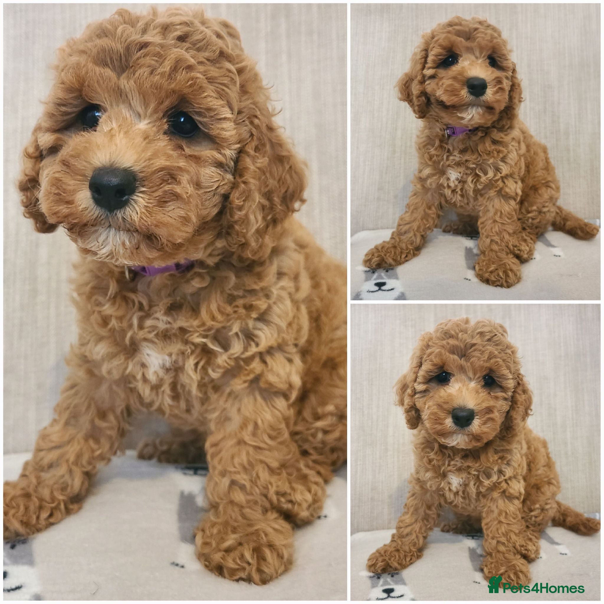 Cavapoo dogs Beautiful Health Tested Cavapoo Puppies - Advert 1