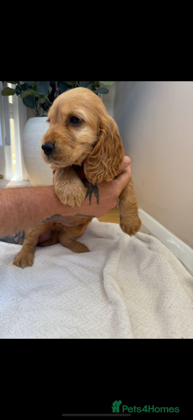 Cocker Spaniel dogs Fully heath tested Kc registered cocker spaniels - Advert 2