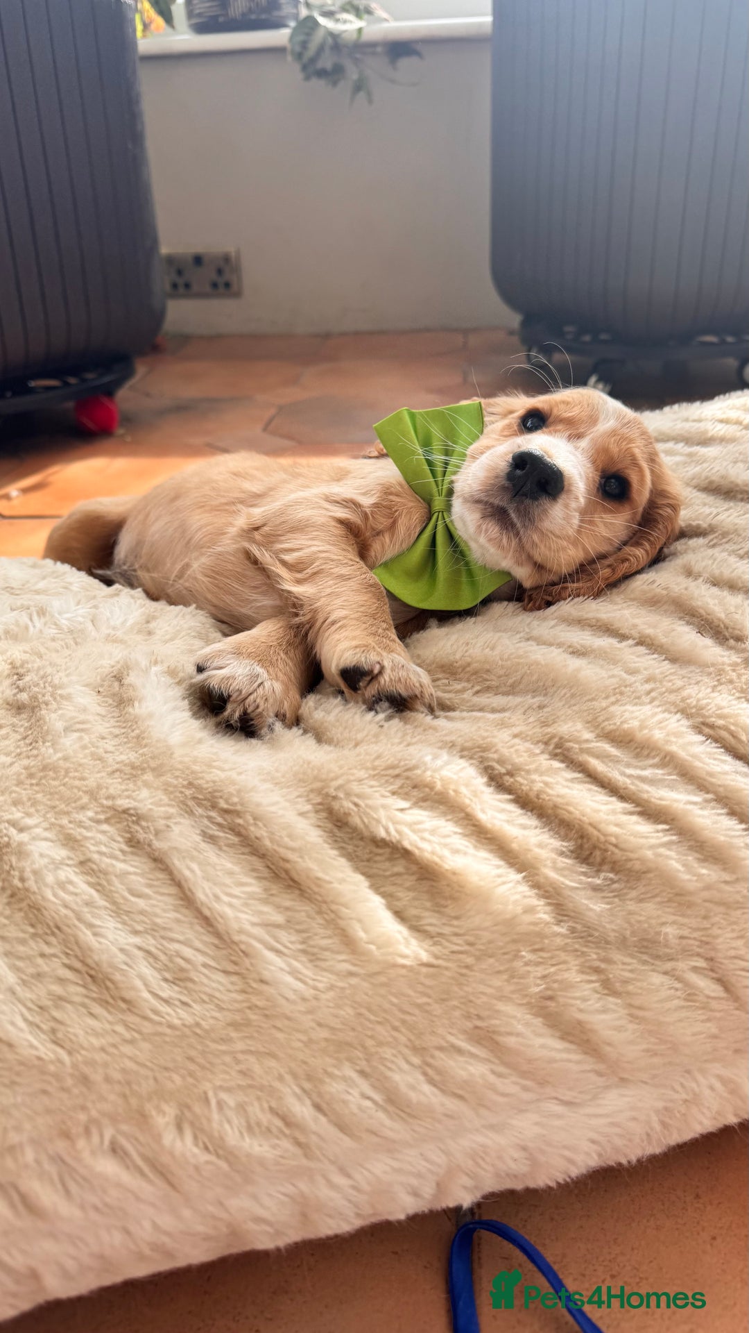Cocker Spaniel dogs for sale: Cocker spaniel KC Registered,working type - Image 6