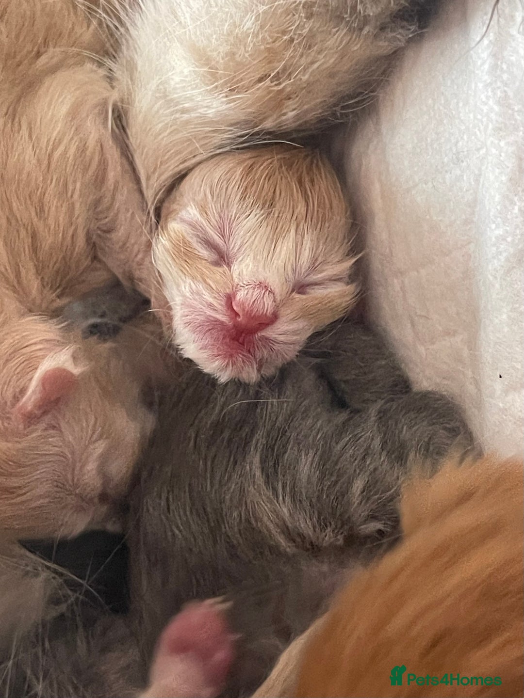 Maine Coon cats for sale: 🐾💛5 Sweet Maine Coons looking for forever home💛 - Advert 16