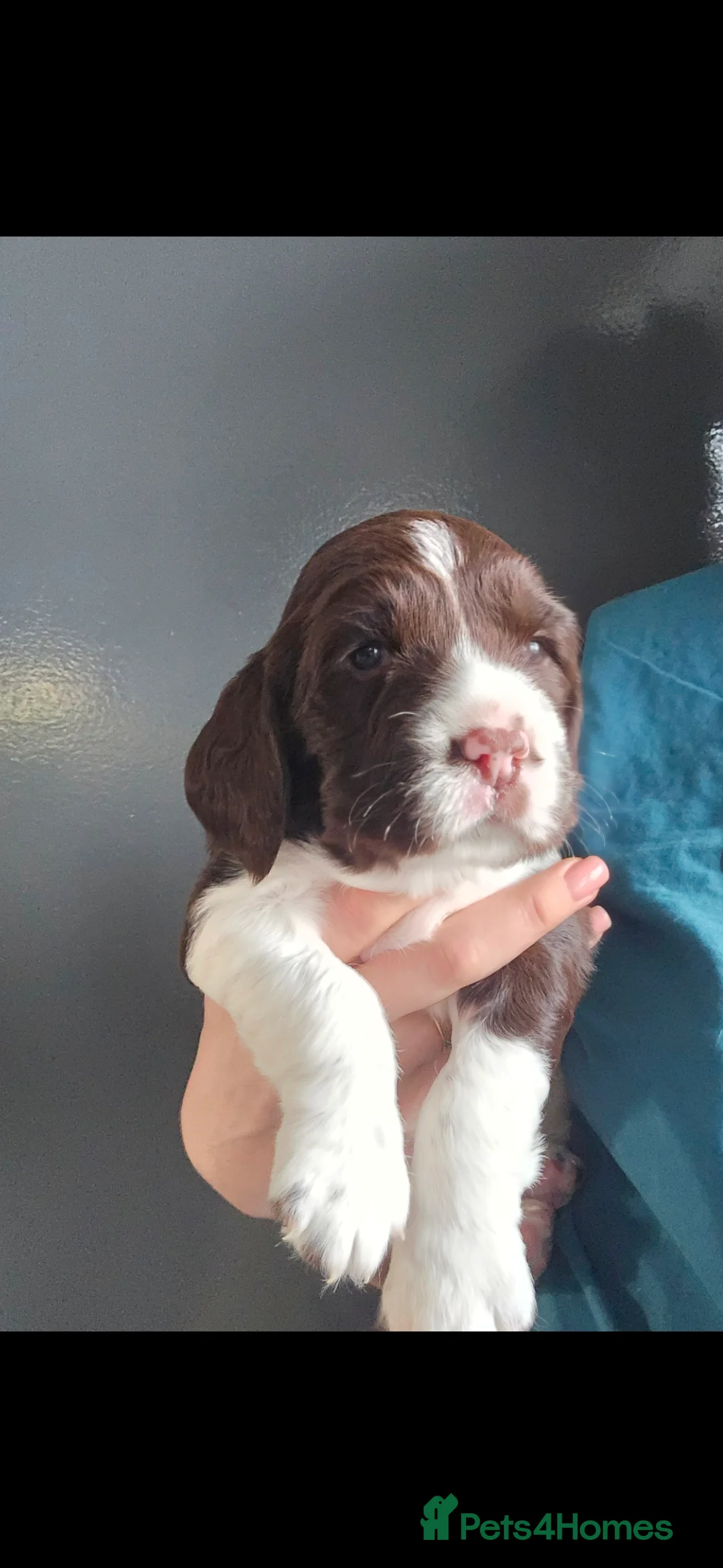 English Springer Spaniel dogs for sale: Health Tested KS English Springer Spaniel puppies  - Advert 17