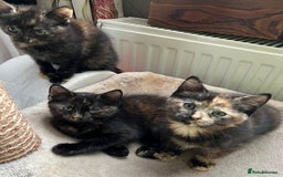 British Longhair cats for sale: 3 baby kittens house trained needing a new home - Image 3