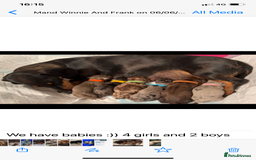 Miniature Dachshund dogs for stud: **Frankie the most handsome mini dachshund** in Walsall - Image 7
