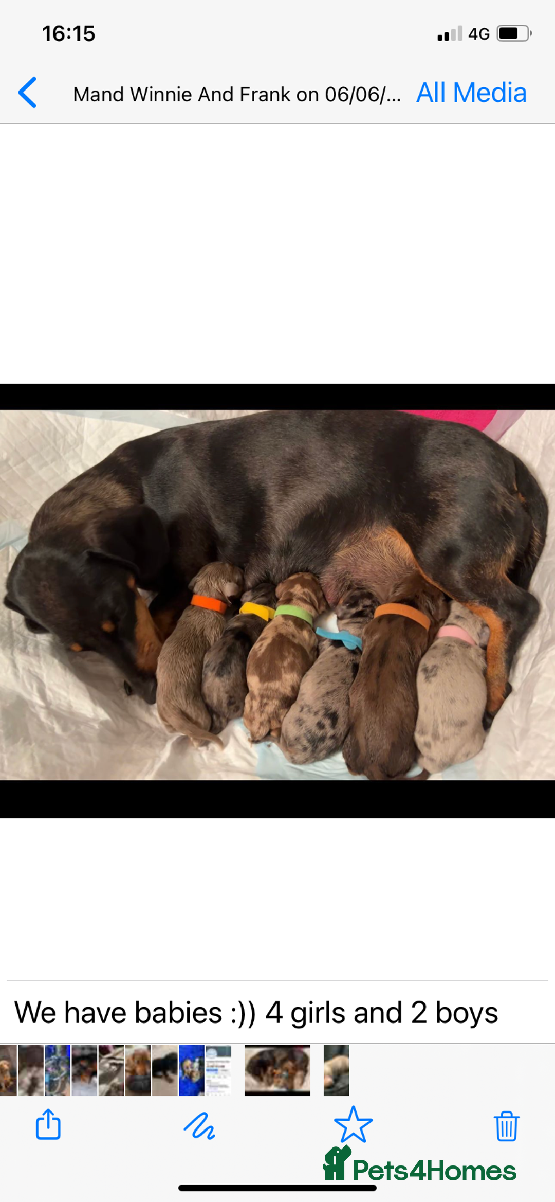 Miniature Dachshund dogs for stud: **Frankie the most handsome mini dachshund** in Walsall - Image 7