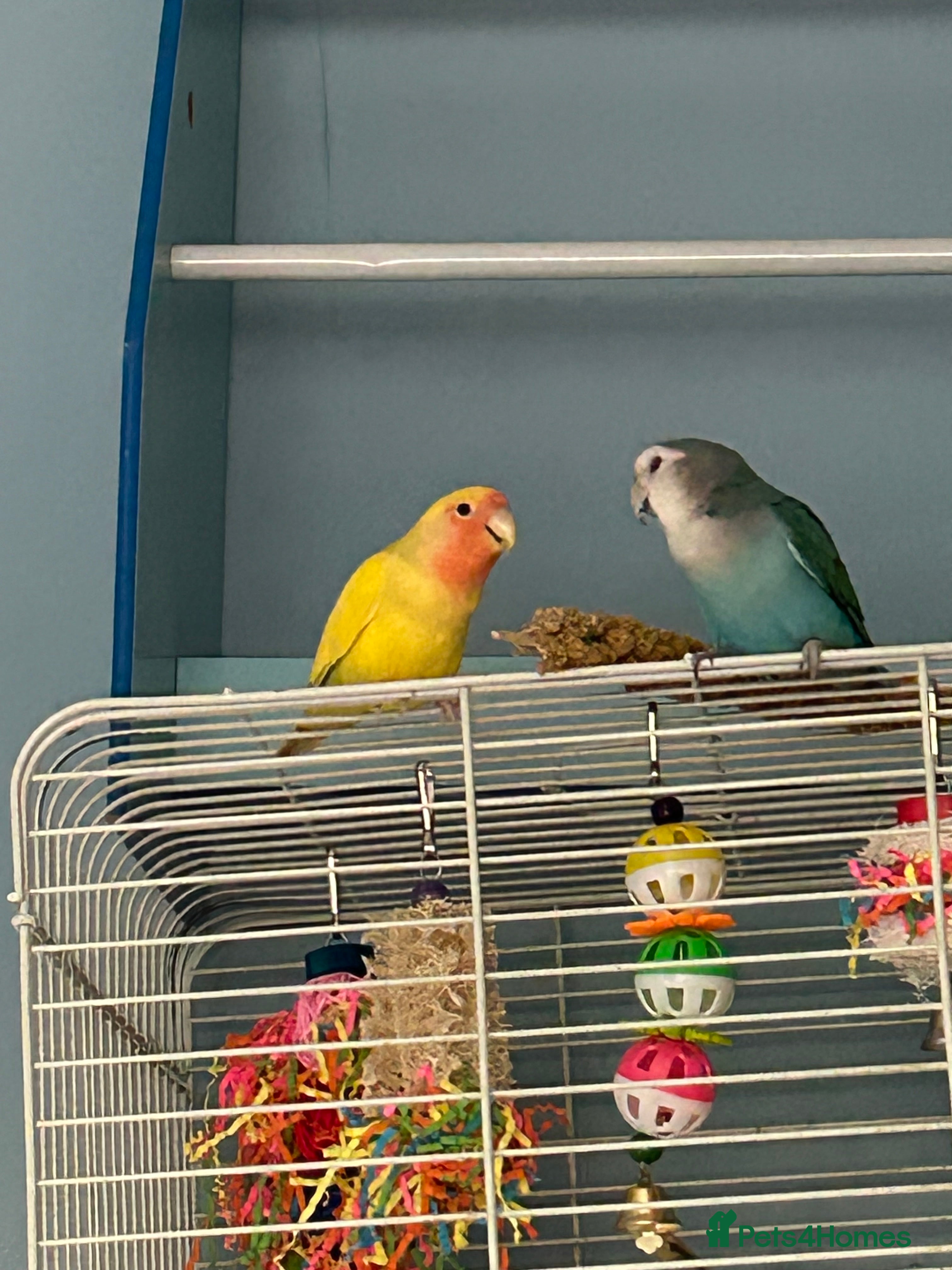 Lovebirds birds Love birds - Advert 1