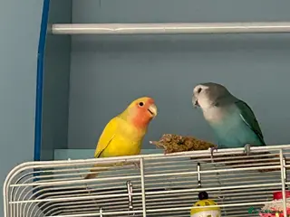 Lovebirds birds Love birds - Advert 5