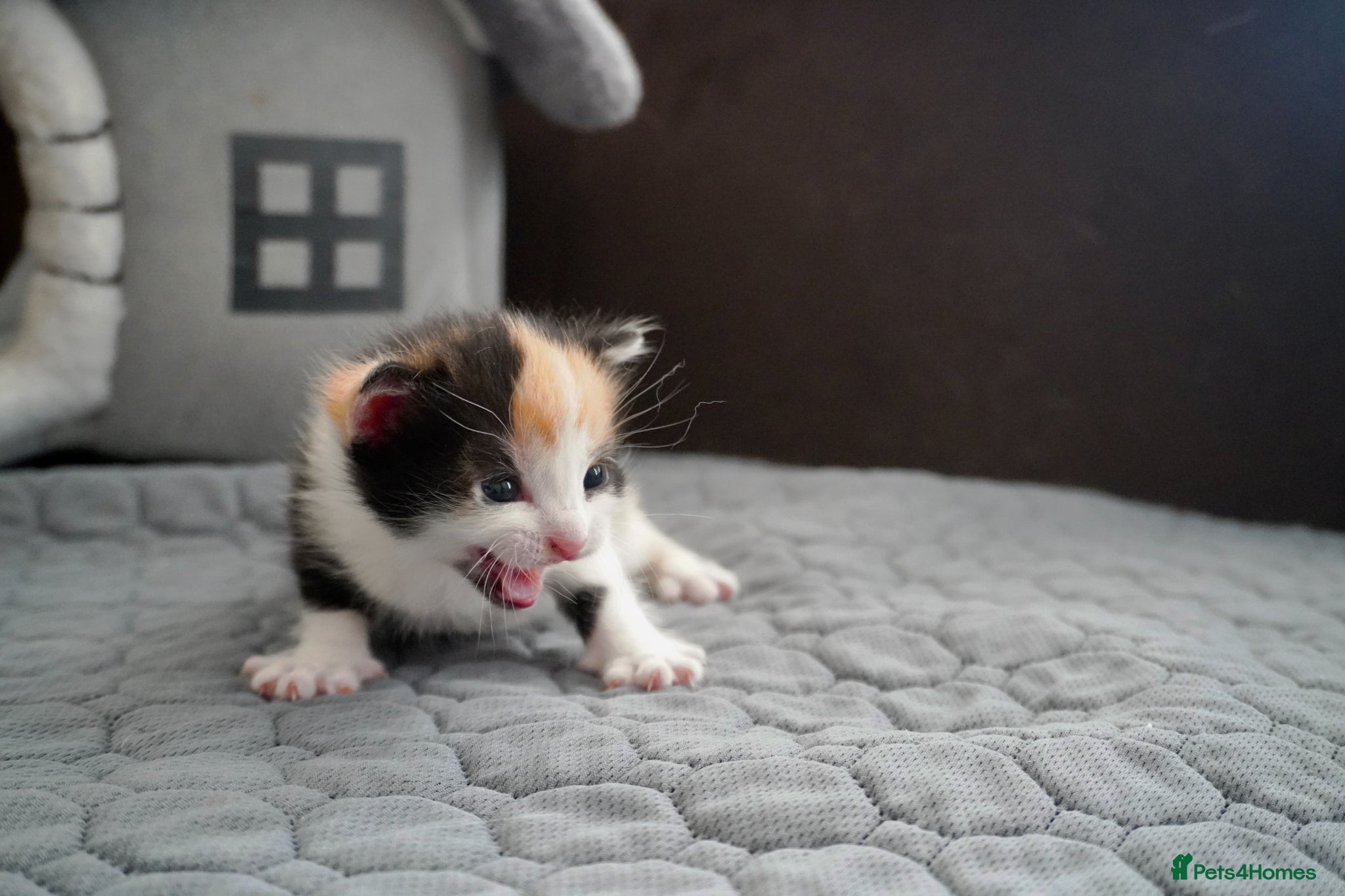 Mixed Breed cats for sale: Beautiful kittens looking for loving families in Bristol - Advert 4