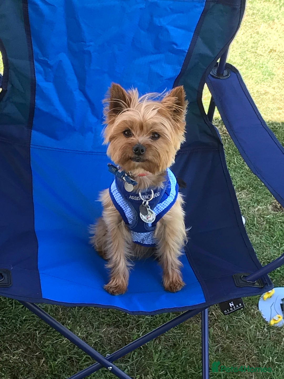 Yorkshire Terrier dogs for stud: Beautiful Minature Yorkie for STUD (PROVEN) in Chesterfield - Image 9