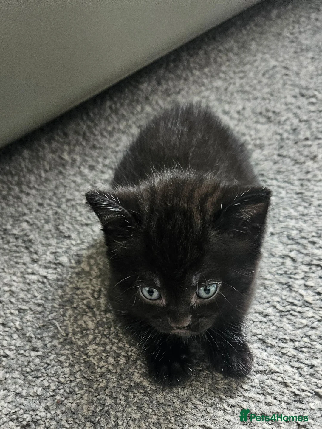Mixed Breed cats for sale: Beautiful Kittens  in Swadlincote - Advert 17