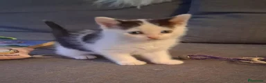 Ragdoll 1