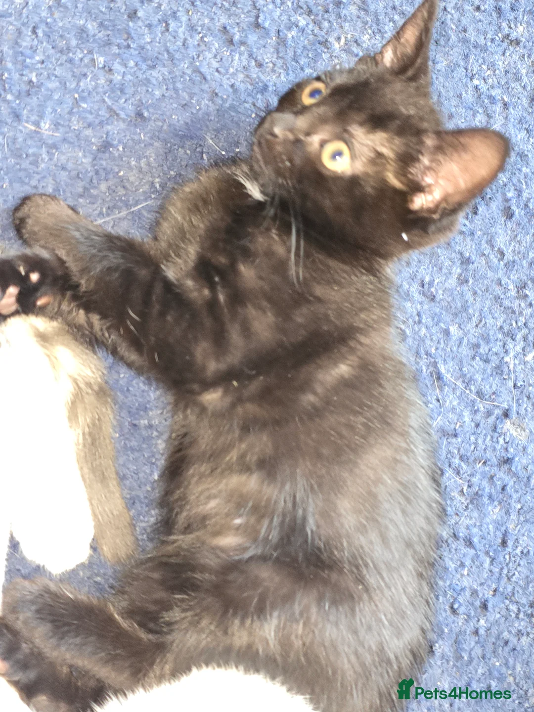 Mixed Breed cats for sale: Constant - Advert 2