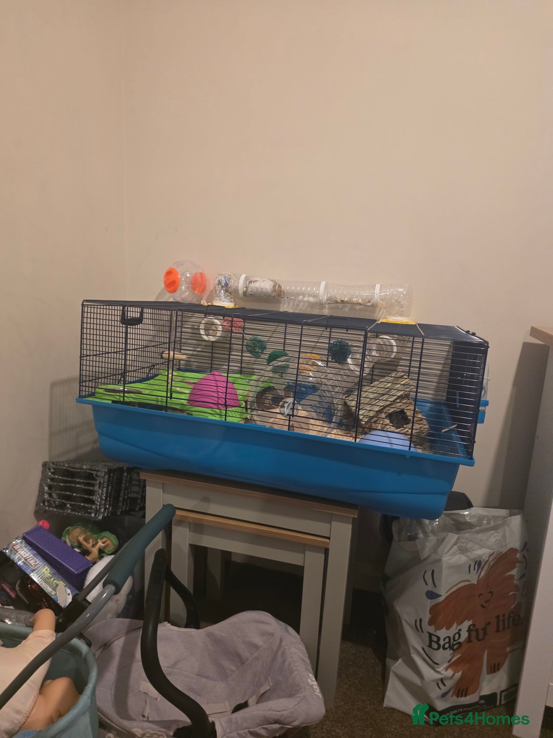 Hamster rodents for sale: Female Syrian Hamster - Advert 9