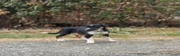 Border Collie dogs for sale: Pedigree border collie puppies  - Advert 3