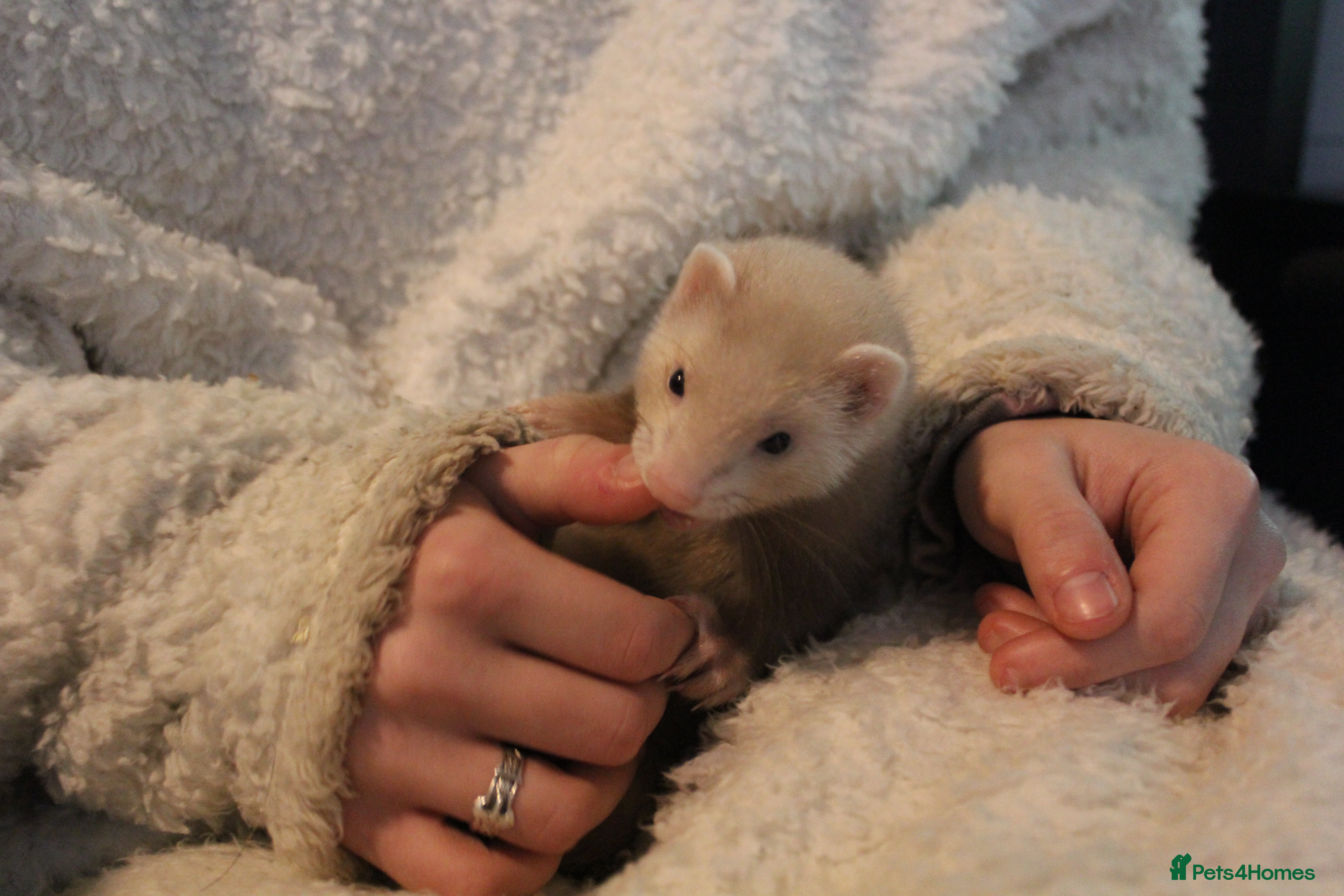 Ferret rodents Jills and hob ferrets - Advert 1