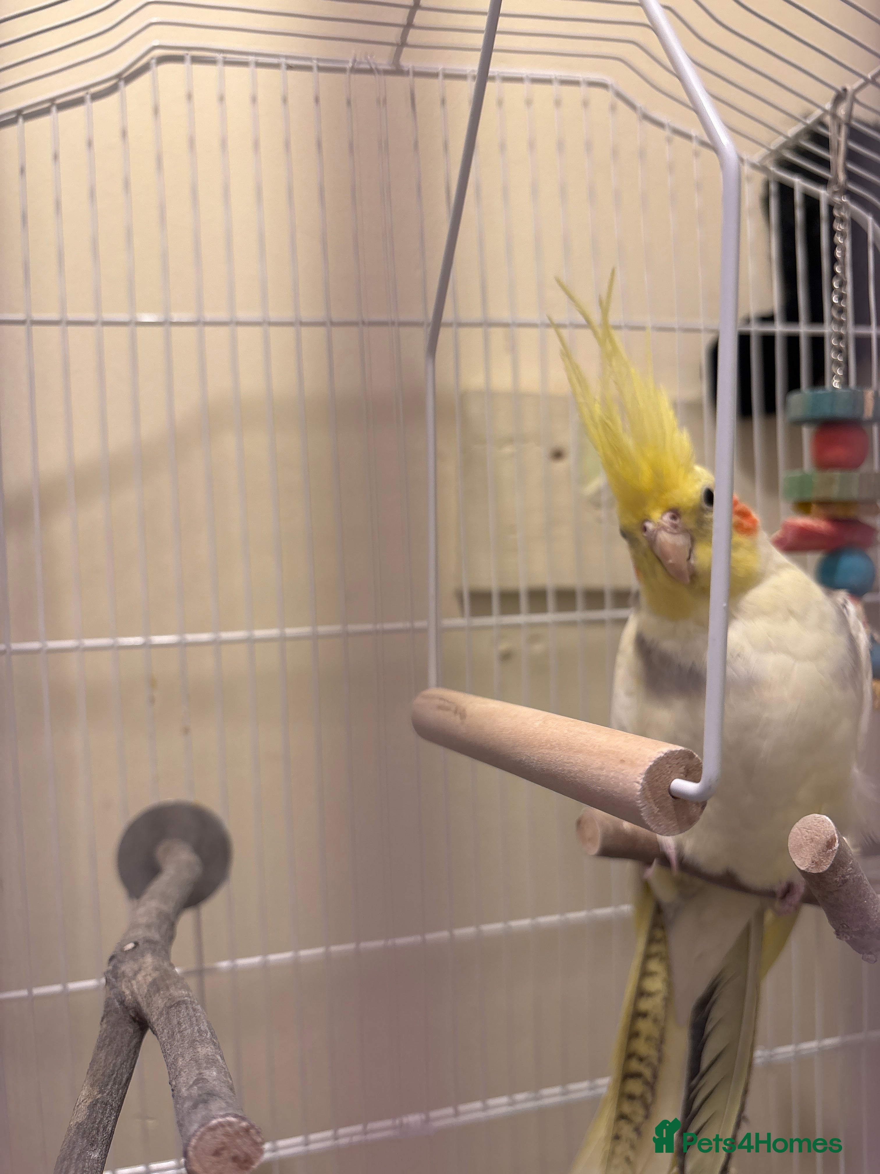 Cockatiels birds Cockatiel - Advert 1