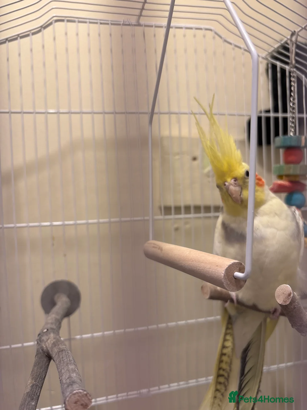 Cockatiels birds for sale: Cockatiel - Advert 1