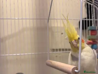 Cockatiels birds Cockatiel - Advert 2