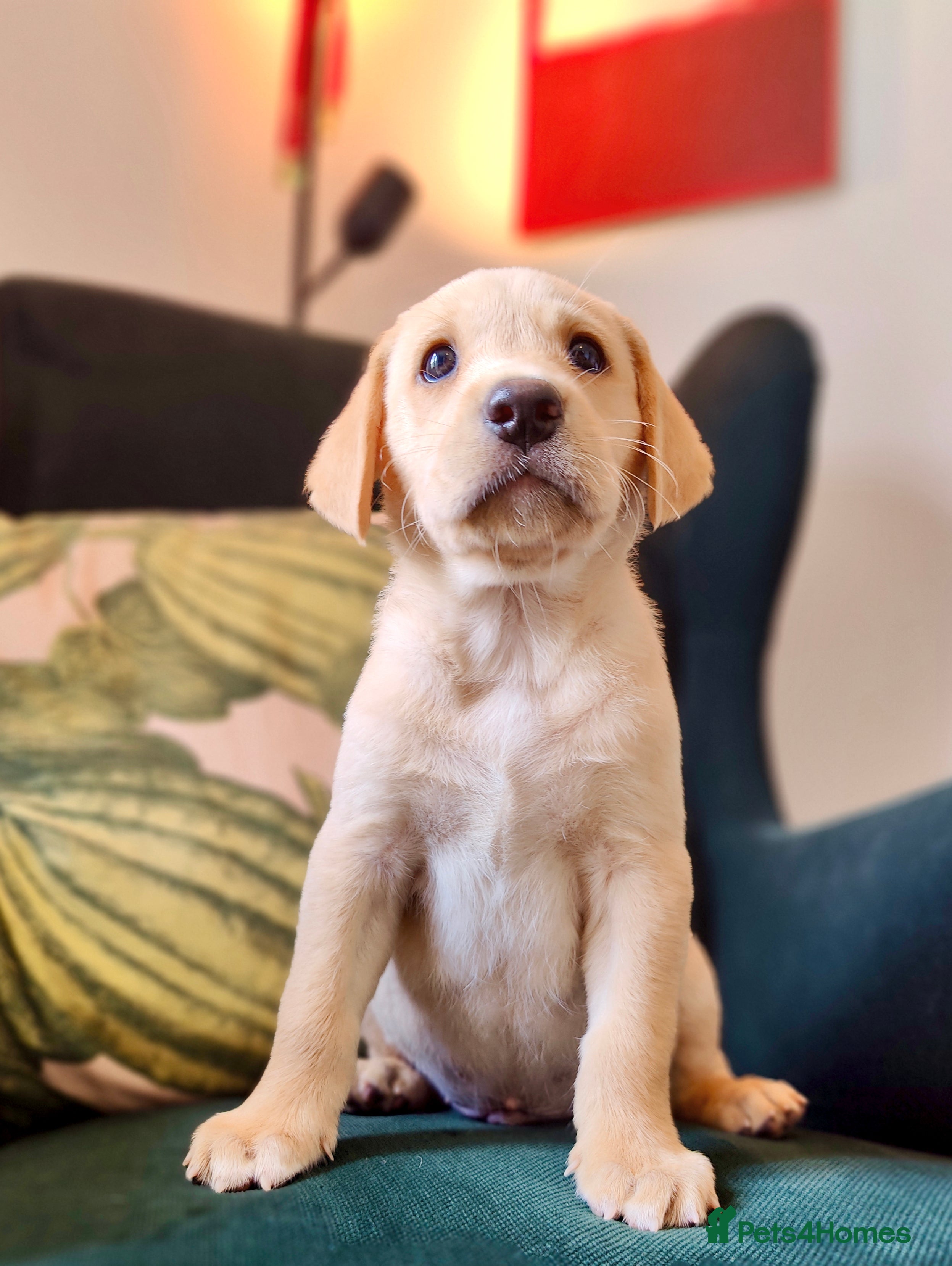 Labrador Retriever dogs Stunning, Well Bred Yellow Labrador Pups - Advert 2