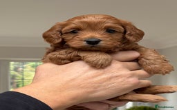 Cavapoo dogs for sale:  GORGEOUS EXTENSIVELY HEALTH TESTED TOY CAVAPOOS - Image 27