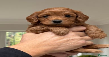 Cavapoo dogs - Advert 7