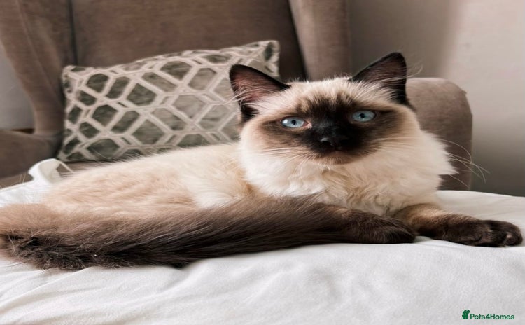 Ragdoll cats - Advert 1