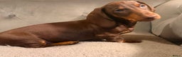 Dachshund dogs for sale: Standard dachshund puppies - Advert 13