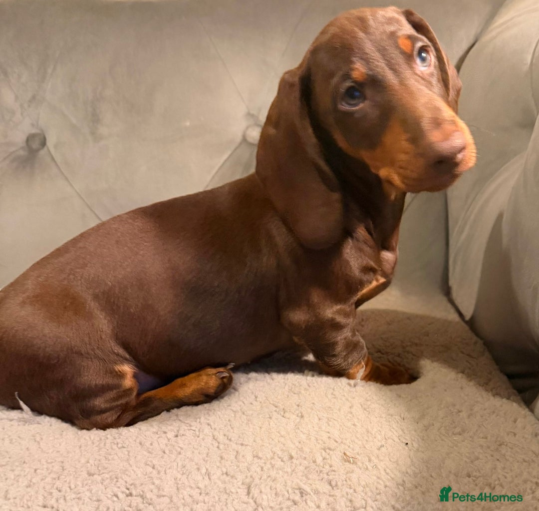 Dachshund dogs for sale: Standard dachshund puppies - Advert 13