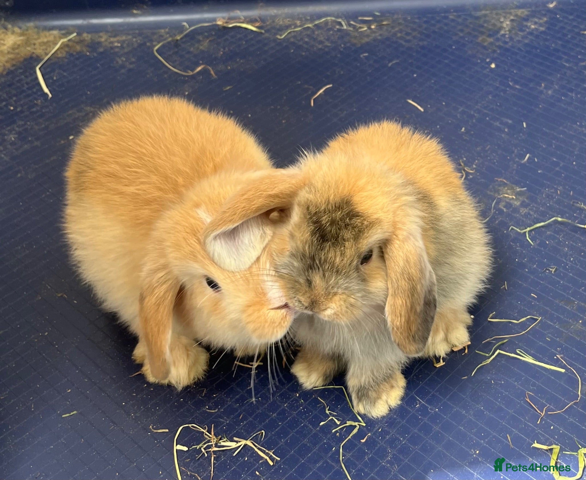 Mini Lop rabbits Gorgeous Mini Lop Bunnies - Advert 3
