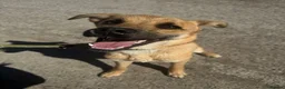 Mixed Breed dogs for adoption: Moccachino - Advert 4