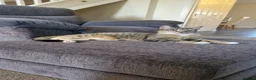 Mixed Breed cats for sale: Two female cats looking for a new home  - Advert 5