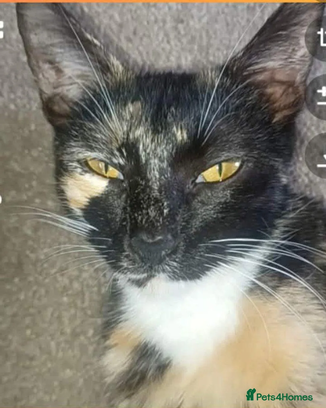 Maine Coon cats for sale: Maincoons mix - Advert 1