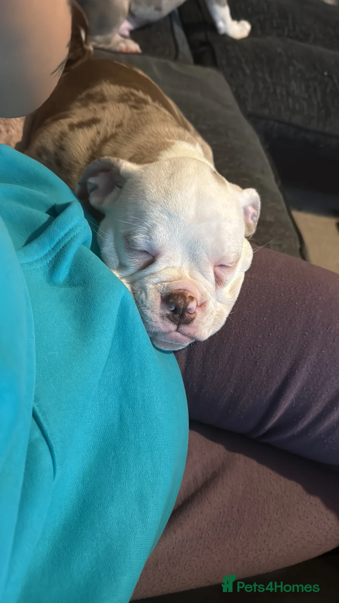 Old Tyme Bulldog dogs for sale: Old Tyme English Bulldog  - Advert 5