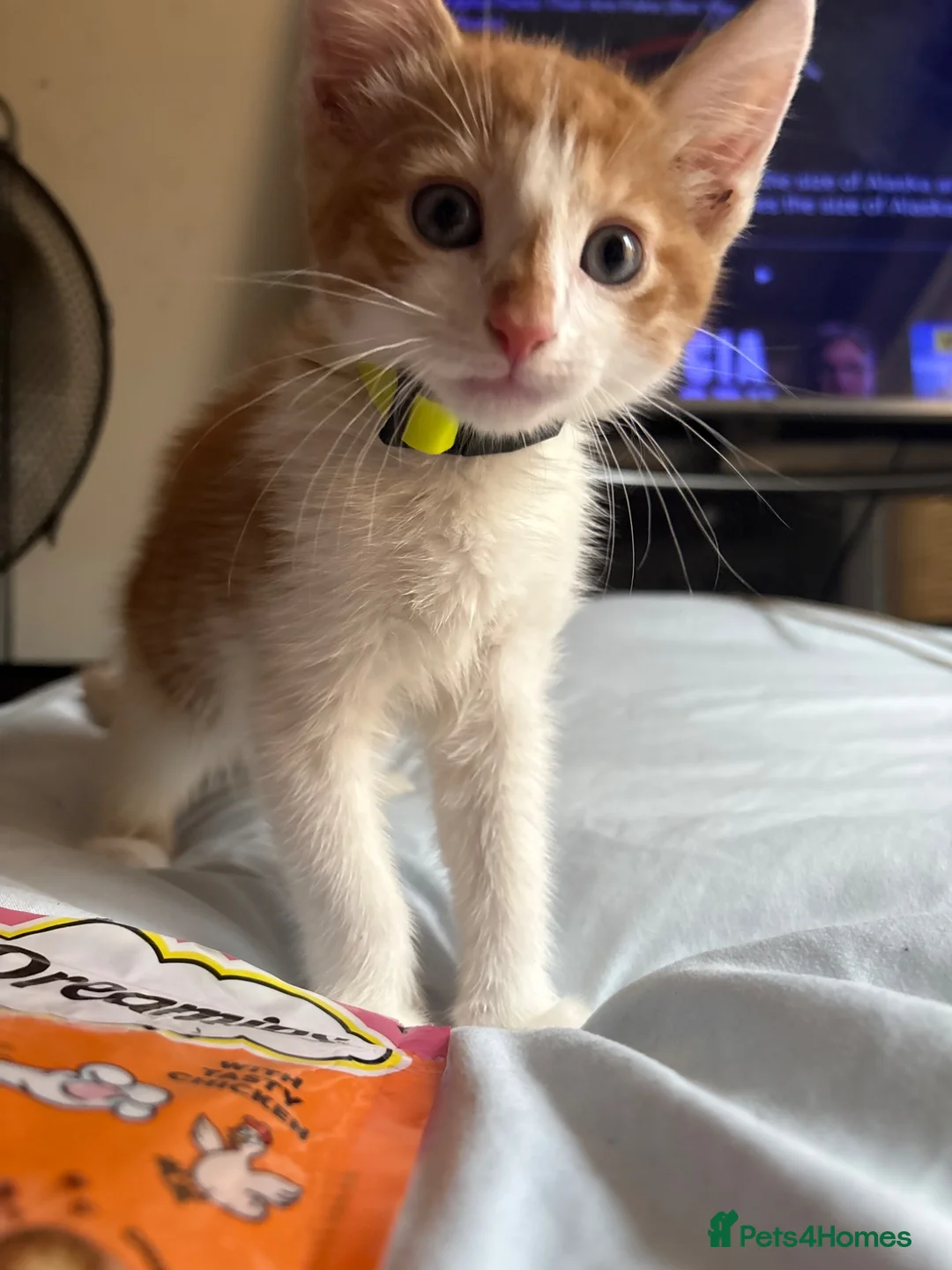 Mixed Breed cats for sale: 9 week old ginger kitten (male) Need gone asap - Advert 6