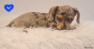 Miniature Dachshund dogs - Advert 4
